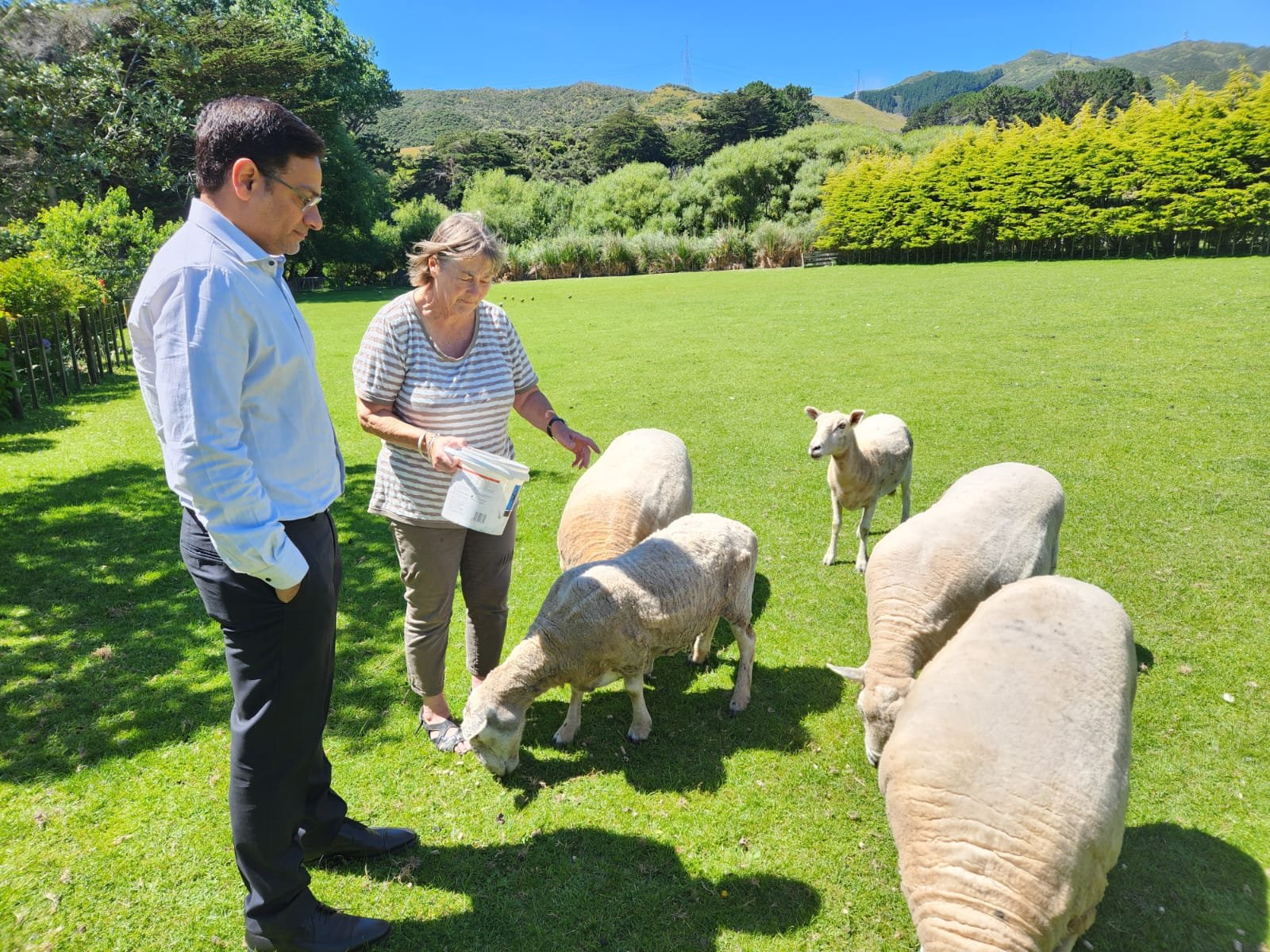 न्यूजीलैंड की तर्ज पर उत्तराखंड में बनेंगे भेड़-बकरी पालन फार्म! विदेश दौरे पर गए कैबिनेट मंत्री सौरभ बहुगुणा ने वेलिंगटन में देखा- कैसे शहरी और ग्रामीण पर्वतीय क्षेत्रों में भेड़-बकरी पालन से हो रही मोटी आमदनी